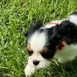 Skyler - Cavalier King Charles Spaniel puppy from Brian's Cavalier King Charles Spaniels