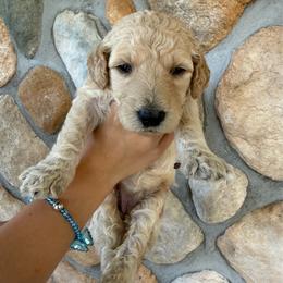 Light Pink - Female - Cream female Goldendoodle puppy in Kent City, Michigan from Hannah Mae Doodles