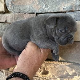 French Bulldog Puppies from Frenchiesbysouthernbell
