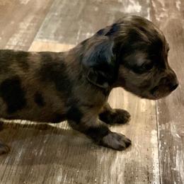 LH Dapple Female - Dapple female Dachshund puppy in Pryor, Oklahoma from MJ Lil’ Cherokee Paws