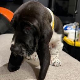 Yellow - petunia - Black and white female Basset Hound puppy in Pflugerville, Texas from Mountain Mama Bassets