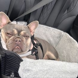 French Bulldog All Grown Up from Gardner's Corgis & French Bulldogs