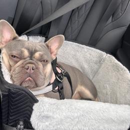 French Bulldog All Grown Up from Gardner's Corgis & French Bulldogs