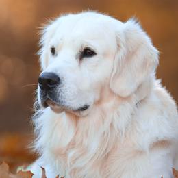 Golden Retrievers from Barrington's Golden Retrievers
