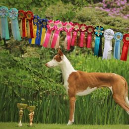 Ibizan Hound All Grown Up from Acires Ibizan Hounds