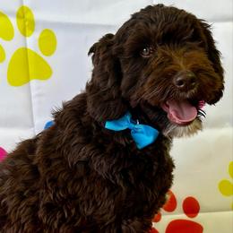 Hilo - Chocolate male Goldendoodle puppy in Horseshoe Bend, Idaho from Over the Moon Poodles and Doodles