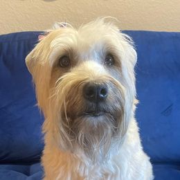 Kona - Soft Coated Wheaten Terrier