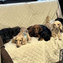 Dachshund Puppies from Miniature Dreams Dachshunds
