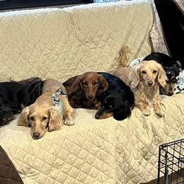 Dachshund Puppies from Miniature Dreams Dachshunds