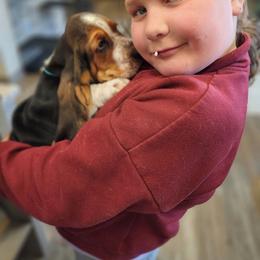 Boy - Black brown and white male Basset Hound puppy in Yelm, Washington from Prince Labradors