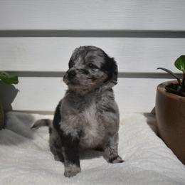 Spotty - Blue merle female Aussiedoodle puppy in Angola, Indiana from Classic City Doodles