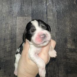 Asher - Black and white male English Springer Spaniel puppy in Winchester, Kentucky from Hidden Springs Farm
