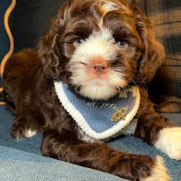DENIM - Chocolate male Australian Labradoodle puppy in Valley Springs, California from Blue Denim Doodles