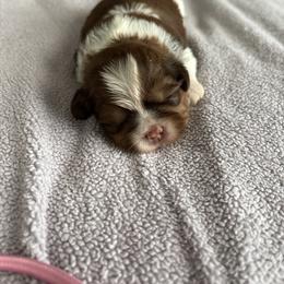 Easy - Chocolate and tan male Shih Tzu puppy in Temple, Pennsylvania from Kathy Diego's Shih Tzus