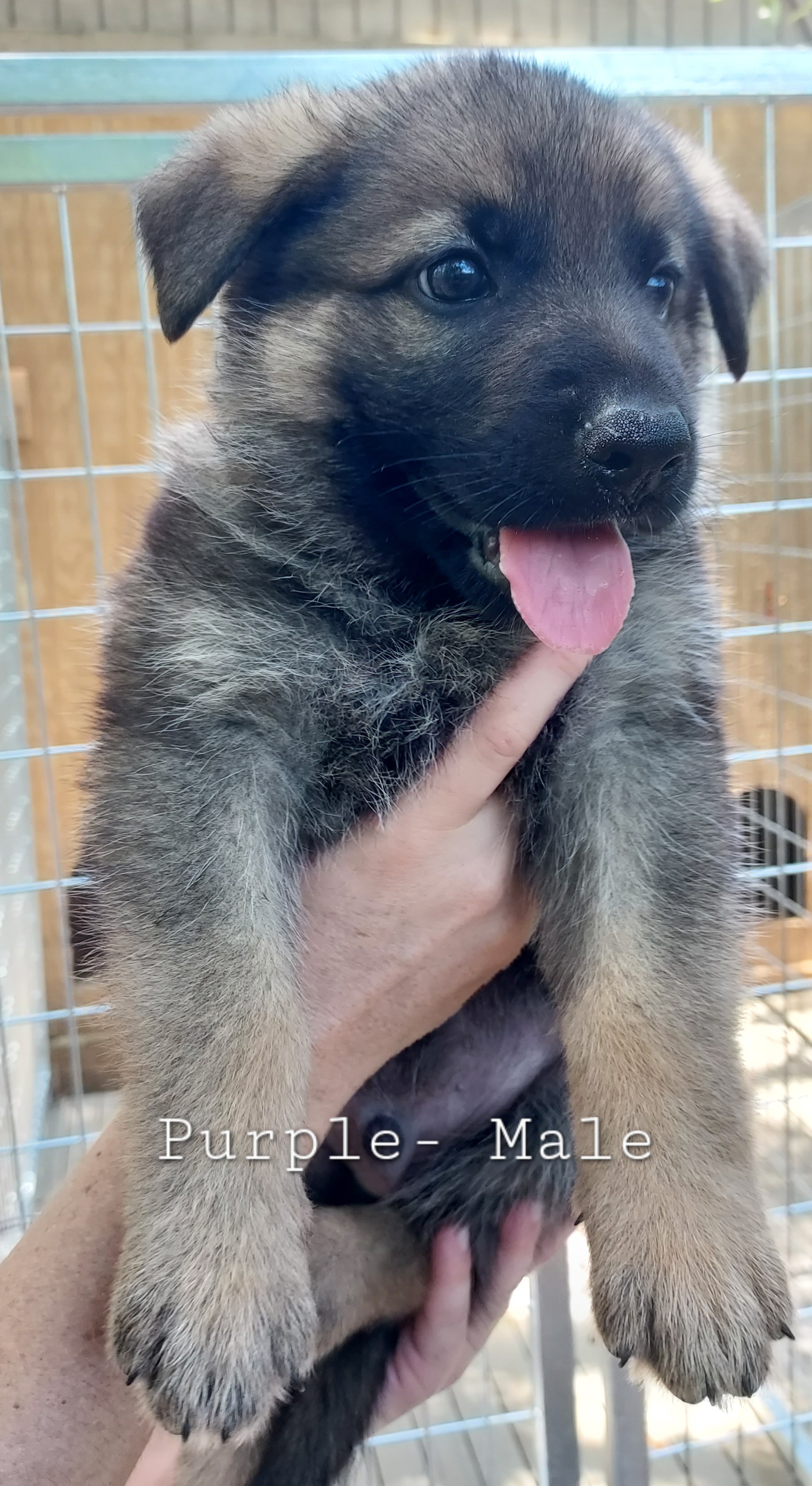 German Shepherd Puppies from Hanson Hill Farm, LLC