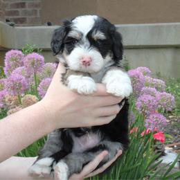 Maverick - Tri-color male Bernedoodle puppy in Eagle Mountain, Utah from Fur Real Puppies.