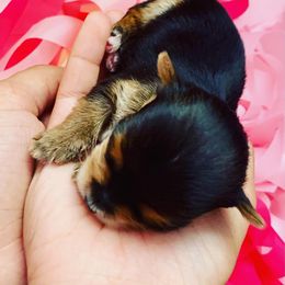 Yorkshire Terrier Puppies from Evermore Yorkies