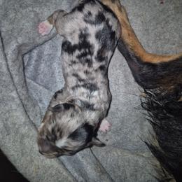 Pebbles Blue Merle girl - Blue merle female Toy Australian Shepherd puppy in Madisonville, Tennessee from LaRose Farms Kennels