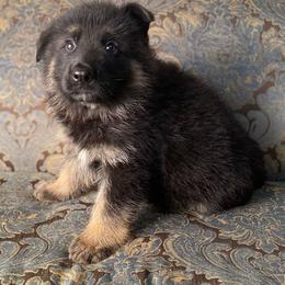 Black collar boy - Bi-color male German Shepherd puppy in Coleta, Illinois from Four Leaf Farm- Vom Vierblättriges Bauernhof