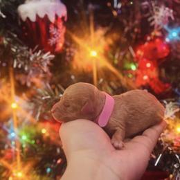 Poodle Puppies from Tiny Toy Poodles