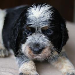 Cali - Tri-Roan female English Springer Spaniel puppy in Robesonia, Pennsylvania from Rogue Mountain Manor