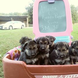 German Shepherd Puppies from Countryside Kennel