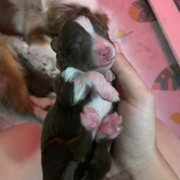 Red Tri Girl - Red tri-color female Miniature American Shepherd puppy in Meadows Of Dan, Virginia from Nashira