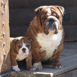 Boxers and Bulldogs from Fallen Timbers Bulldogs