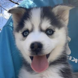 Pomskies from Strawberry Moon Pomskies