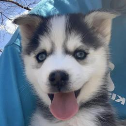 Pomskies from Strawberry Moon Pomskies