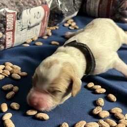 Jelly - Orange and white female Brittany puppy in Windsor, Colorado from Habig Family Brittany’s