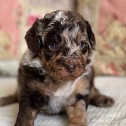 Ramona Quinby - Chocolate female Cavapoo puppy in Beckley, West Virginia from By Design Doodles