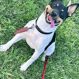 Rat Terrier All Grown Up from So Co Rat Terriers