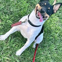 Rat Terrier All Grown Up from So Co Rat Terriers