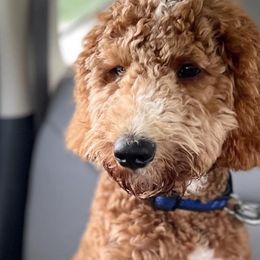 Charle - Goldendoodle