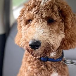 Charle - Goldendoodle
