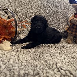 Barney - Black male Bordoodle puppy in Republic, Missouri from Holland Hilltop Farm