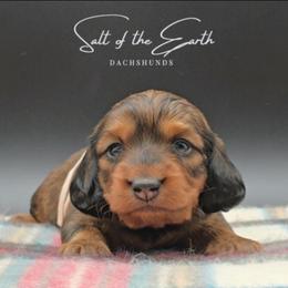 Pink Collar ON HOLD - Red female Dachshund puppy in Zebulon, North Carolina from Salt of the Earth Dachshunds