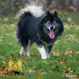 Border Collies, Miniature American Shepherds, Siberian Huskies, and Toy Australian Shepherds from Alpine Tails