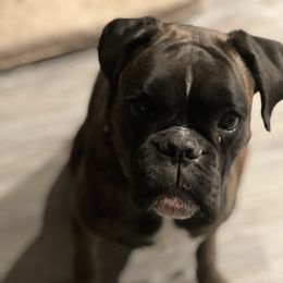 Khali - Boxer