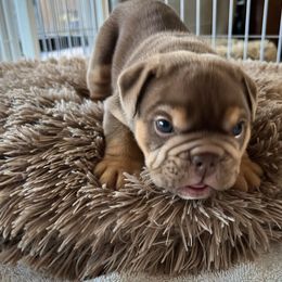 Bulldog and French Bulldog Puppies from JuneBug Bullies