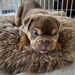 Bulldog and French Bulldog Puppies from JuneBug Bullies