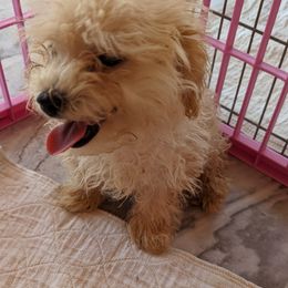 Chihuahua, Cockapoo, Cocker Spaniel, Poodle, Yorkipoo, and Yorkshire Terrier Puppies from Baker Kennels