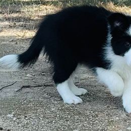 “Thor” Boy 2 - Border Collie puppy in Salado, Texas from Stellar Kennels
