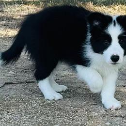 “Thor” Boy 2 - Border Collie puppy in Salado, Texas from Stellar Kennels
