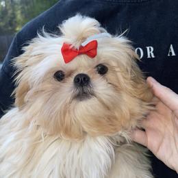 Marmalade - Cream and white female Shih Tzu puppy in Oxford, Mississippi from Sugarcoat Shih Tzu