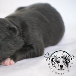 Deja Vu - Black tri-color female Australian Shepherd puppy in Fultonville, New York from Sandy Aussies & Pomeranians