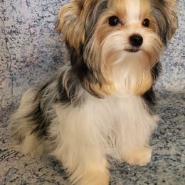 Yorkshire Terrier All Grown Up from Absolut' Parti Yorkies