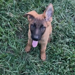 Cipher - Sable male German Shepherd puppy in Youngsville, North Carolina from Di casa Esperanza