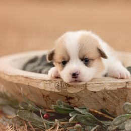Purple Collar- Female- Vixen - Red female Pembroke Welsh Corgi puppy in Waverly Hall, Georgia from 6g Ranch Corgis